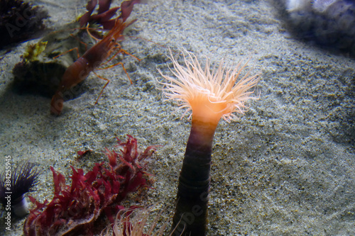 Fotografía Tube anemone anchored in sand