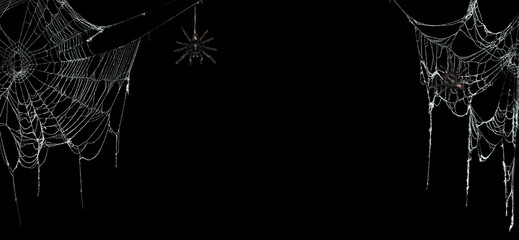 real creepy spider webs on black banner with tarantulas hanging from the webs