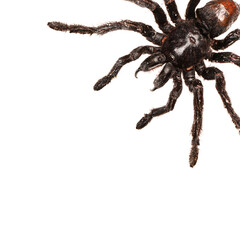 Wall Mural - creepy hairy tarantula with large fangs isolated on white