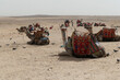 Camel await their riders at the Great pyramid