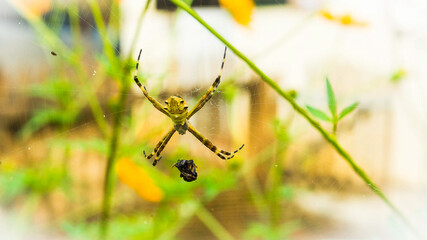 spider on the web