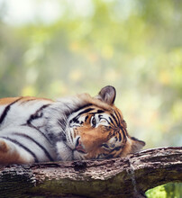  Bengal Tiger Resting On A Tree.