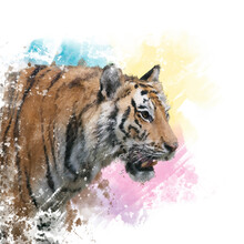 Tiger Portrait Watercolor.
