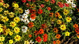 Fototapeta Kwiaty - 
Flowerbed in a city park