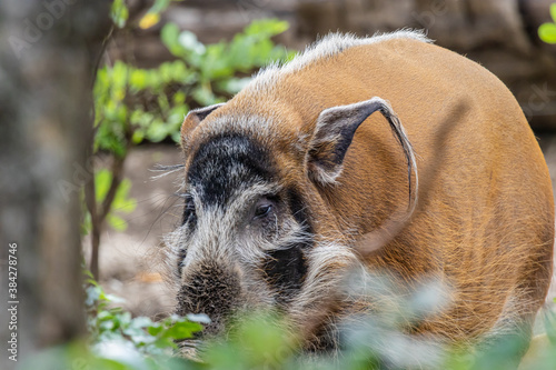 Fotografía Red river hog (Potamochoerus porcus)