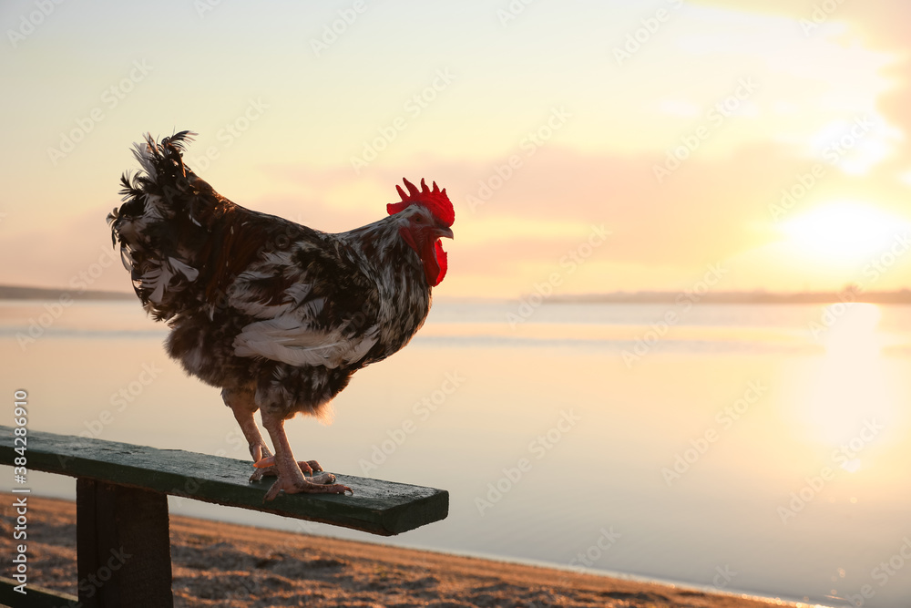 Big domestic rooster on bench near river at sunrise, space for text. Morning time - obrazy, fototapety, plakaty 