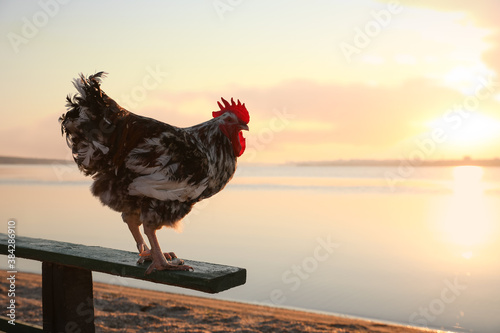 Cuadros en Lienzo Big domestic rooster on bench near river at sunrise, space for text