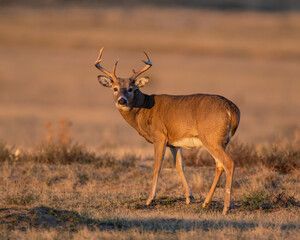 Wall Mural - White Tailed Deer Buck in the early morning at Rocky Mountain Arsenal