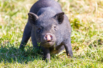 cheerful black pig walking in the meadow