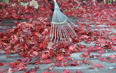 Wall Mural - rake in heap of red leaves of japanese maple falled on a wooden terrace