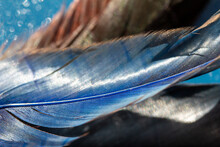 Full Frame Macro Art Abstract Background Of Natural Blue And White Feather Textures With Defocused Background And Bokeh