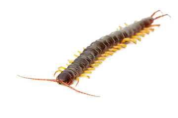 Wall Mural - Image of centipedes or chilopoda isolated on white background. Animal. Poisonous animals.