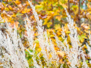 Wall Mural - dried grass closeup and colorful autumn maple leaves on background (focus on white spicklets)
