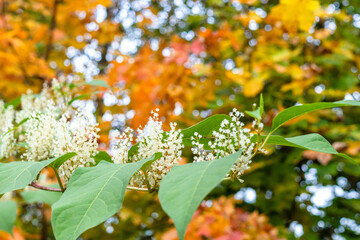 Wall Mural - blossoming white lilac and blurred colorful maple foliage on background in autumn evenig (focus on Syringa twig on foreground)