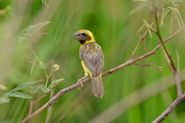 Wall Mural - baya weaver on tree