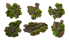 Set Of Moss Or Mosses On A Pine Bark, Green Moss On A Tree Bark Isolated On White Background, With Clipping Path