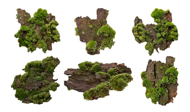 set of moss or mosses on a pine bark, green moss on a tree bark isolated on white background, with c