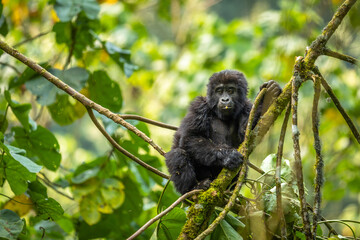 Wall Mural - portrait of a baby mountain gorilla (gorilla beringei beringei), bwindi impenetrable forest national