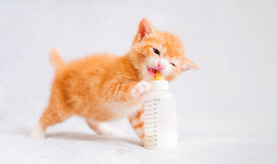 small red kitten eats baby food from a bottle sitting on a white soft plaid.