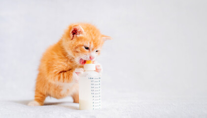 small red kitten eats baby food from a bottle sitting on a white soft plaid.