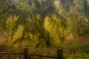 Wall Mural - The Olympic Peninsula is home for gorgeous rain forests. Hoh Rain Forest, Olympic National Park, Washington state, USA