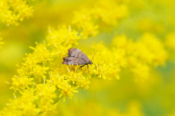 Sticker - night butterfly on flowers golden rod