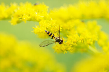 fly on a golden rod