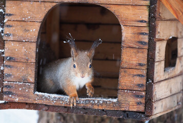 Wall Mural - squirrel on a feeder in the park