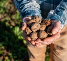 Farmer Holding Walnuts Outdoors