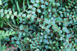 Pellaea rotundifolia or button fern green plant background