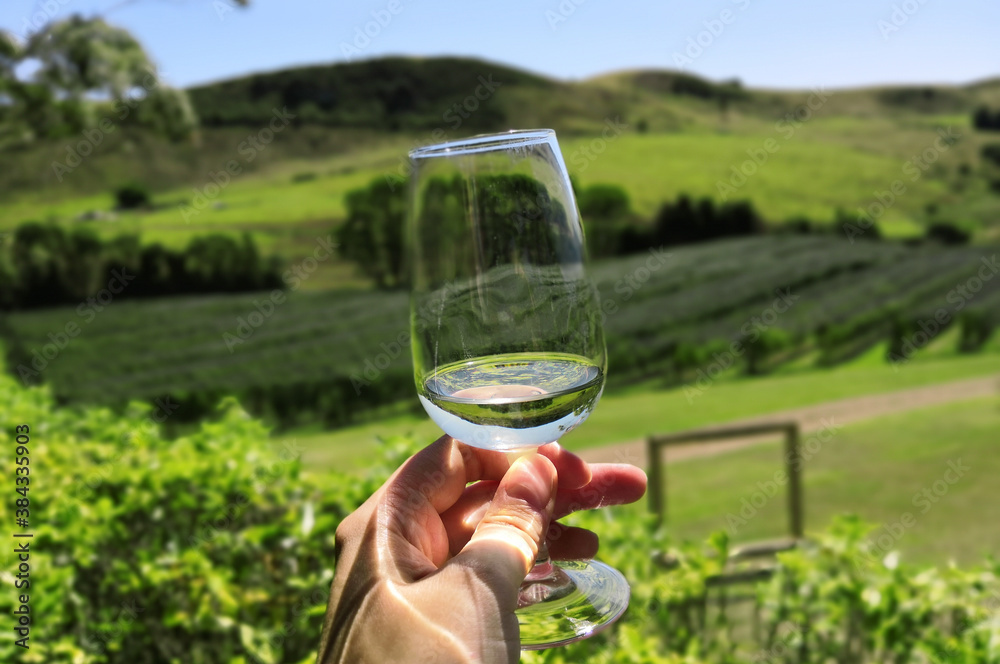 Glass with white wine in hand in front of beautiful vineyard in New Zealand