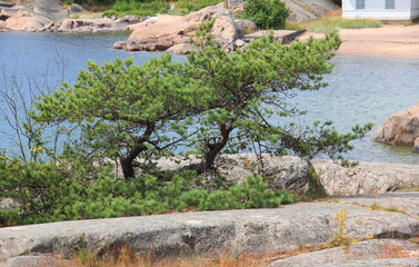 Wall Mural - Pine trees on stone rocks on the north sea coast