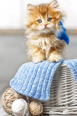 Wall Mural - Cute kitten with a bow in a basket with balls of yarn