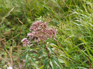 Poster - (Eupatorium maculatum) Eupatoire maculée ou pourpre en corymbe plat sur tiges érigées, rougeâtres garnies d'un feuillage lancéolé 