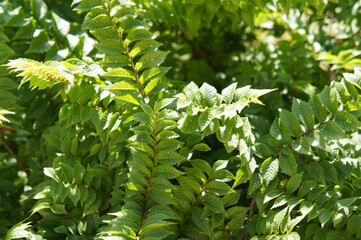 Ulmus parvifolia or chinese elm green leaves background