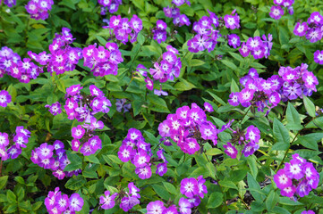 Wall Mural - Phlox paniculata uspech purple flowers with green background