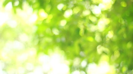 Wall Mural - green bokeh bright blurred green background is a beautiful natural sparkle in the daytime of the tre