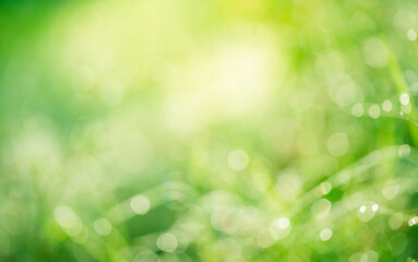 Wall Mural - green abstract bokeh light background.