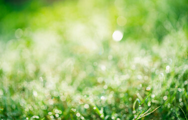Wall Mural - green abstract bokeh light background.