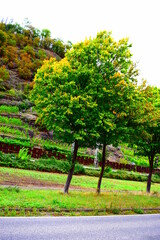 Poster - Mosel bei Niederfell