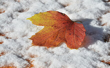 Autumn Leaves On The Snow