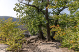 Fototapeta Natura - Trees on the rocks in the Elbe Sandstone Mountains. Saxon Switzerland. Germany