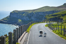 Sheep On The Road Around The Great Orme, Llandudno