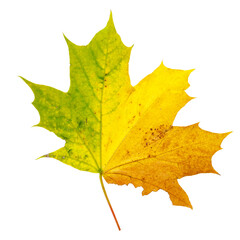 Wall Mural - bright colorful autumn leaf on an isolated white background