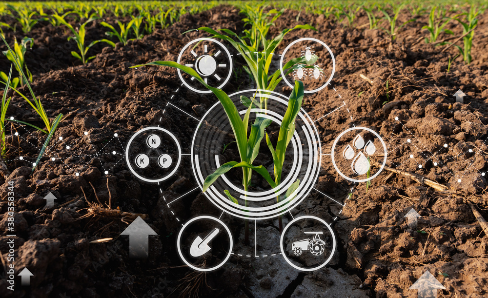 Maize seedling in cultivated agricultural field with graphic concepts modern agricultural technology, digital farm, smart farming innovation - obrazy, fototapety, plakaty 