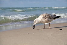 Seagull With Shellfish