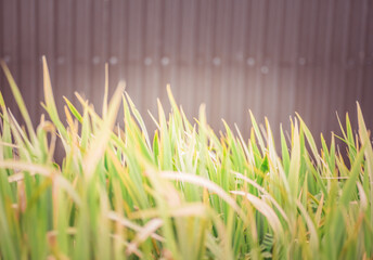 Wall Mural - Wooden wall and grass bokeh foreground