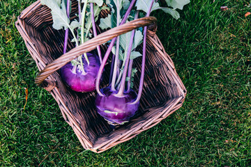 Wall Mural - Raw Organic Purple Kohlrabi cabbage in wooden basket