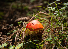 An Orange Wild Mushroom On The Forest Floor In Altenberg, Germany