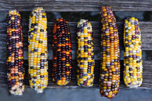 Colorful Cob Of Ornamental Corn Are Photographed From Above And Lie On Wooden Latters